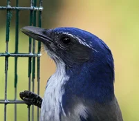 portrait closeup.webp