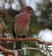 house finch 2026.webp