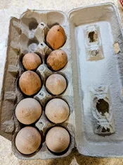 cherry and maple eggs (Medium).webp