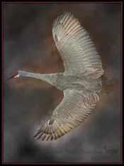 2235 Otwell Crane final.webp
