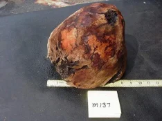 m137c[1].webp