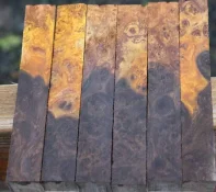 chechen sapwood small.webp