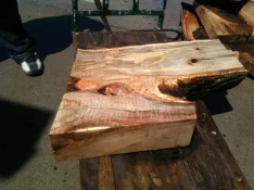 Lombardy black poplar 1a.webp