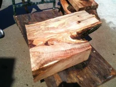 Lombardy black poplar 1b.webp