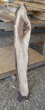 SpaltedWalnut1.webp