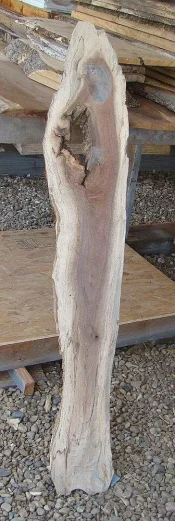 SpaltedWalnut2.webp