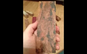 Weirdo Rosewood1.webp