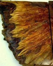 tn_MangoBurl 4.webp