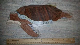 sea turtle.webp