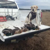 Greenheads.webp