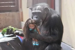 doll.webp