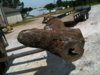 oak burl.JPG
