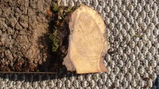 Burls5.webp