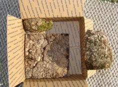 Burls6.webp
