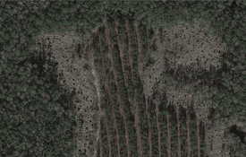 treefarm2.png