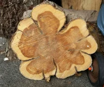 Hemlock Slice 42315.webp
