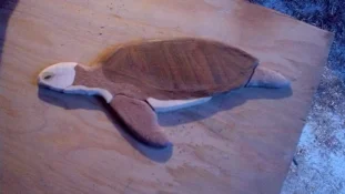 Rough shaped small turtle.webp