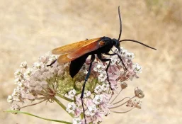 Tarantula_Hawk.webp