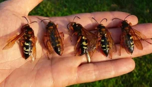 killing-wasp.webp