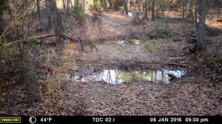 big cat.webp