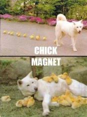 chick magnet.webp