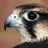 Falcon1220